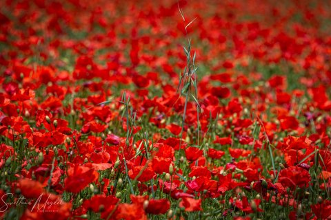 11.Moroc19_SM01093 
Africa, Morocco, April 2019
Poppyseed valley