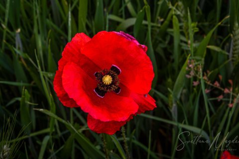 11.Moroc19_SM01494 
Africa, Morocco, April 2019
Poppyseed valley
