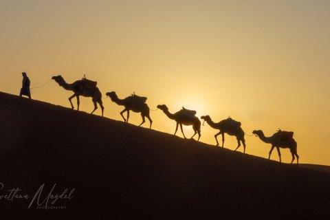 01.Moroc19_SM02014 
Africa, Morocco, April 2019
Sunrise in Sahara desert, Erg Chebbi dune, Arabic one hump camels