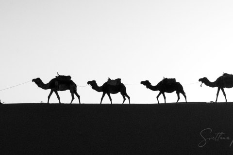 01.Moroc19_SM03137 
Africa, Morocco, April 2019
Sahara desert, Erg Chebbi dune, Arabic camels