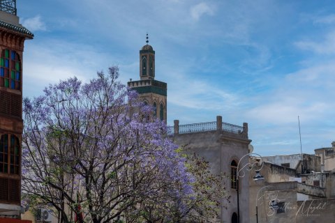 11.Moroc19_SM04851 
Africa, Morocco, April 2019
Marrakesh: Mosque
