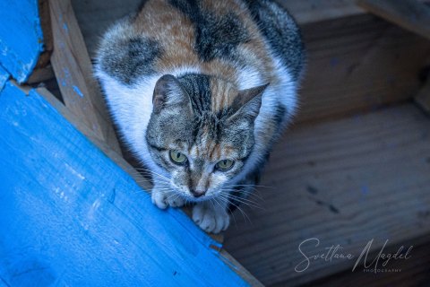 10.Moroc19_SM05282 
Africa, Morocco, April 2019
Chefchaouen:  everyone's all-time favorite cats