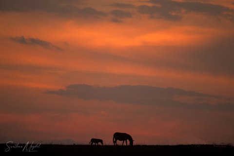 SVM_4079-2 
Sunset in savanna, red sky, zebras silhouettes on the horizon