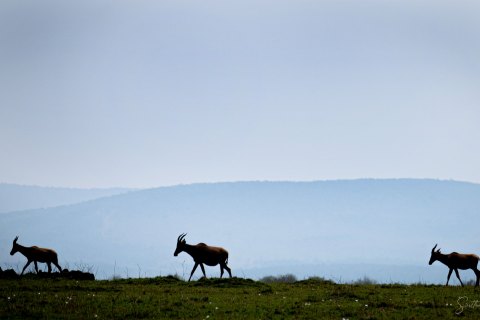 SVM_9038 
Savanna after Sunset, topi (antelope) silhouettes