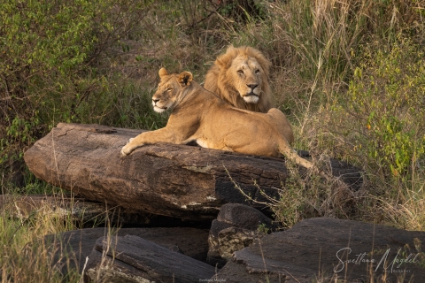 0_SVM_4285 
Lion and lioness resting, love games