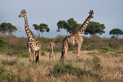 3_SM01029 
Giraffe with a baby