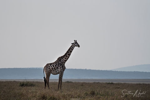 3_SM01088 
Giraffe