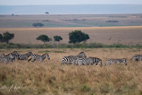 8_SM01532 
Zebras herd