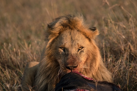 0_SM01796 
Lion finishing his buffalo prey