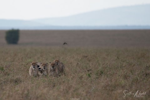 1_SM02495 
For brothers Cheetah  getting ready for a hunt