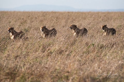 1_SM02664 
Four brothers Cheetah  getting ready for a hunt