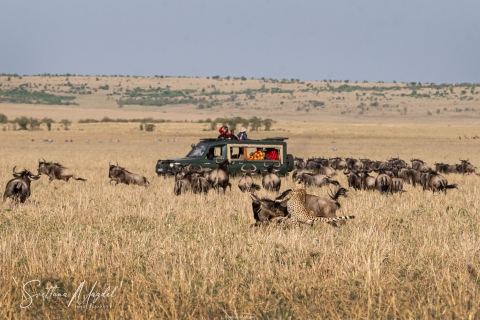 1_SM02751 
A moment of cheetah brothers  successful hunt on wildebeest, witnessed by  tourists from a jeep, prey attack