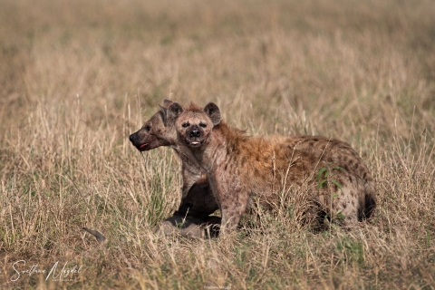 11_SM02872 
Two Hyenas , just stole a prey from cheetahs' hunt