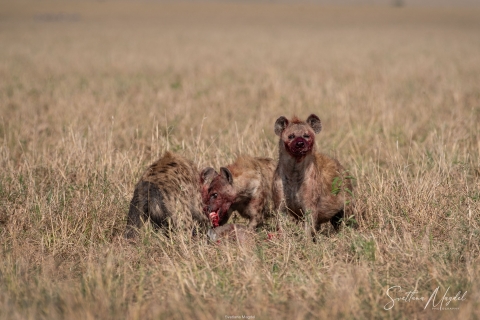 11_SM02926 
Hyenas feast