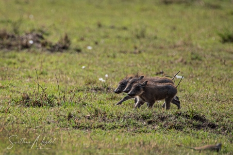 15_SM02998 
Three little baby piglets , Umba