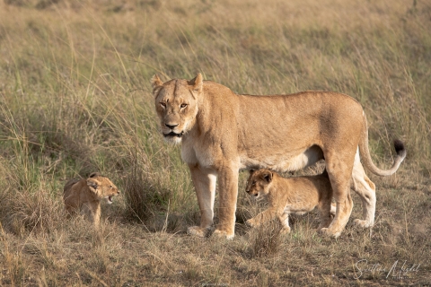 0_SM03005 
Lioness mother with her baby cubs
