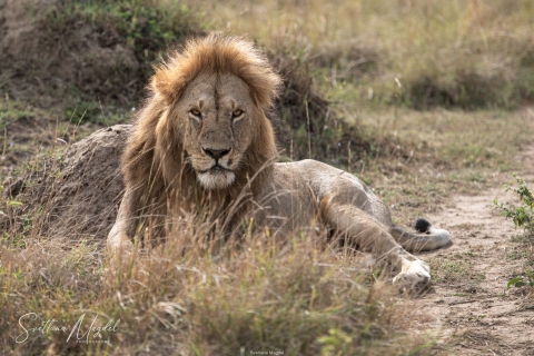 0_SM03133 
Resting Lion near thermite hill