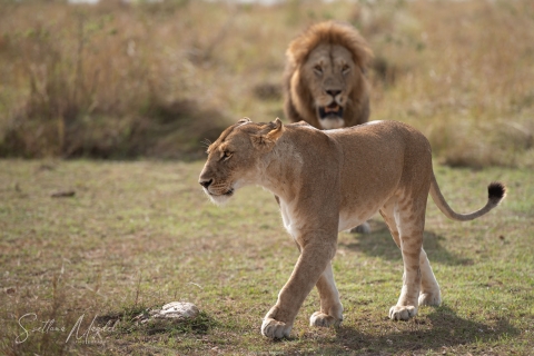 0_SM03172 
Lion  following the lioness , love games