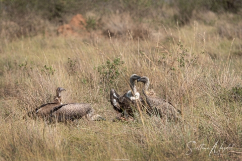 9_SM03179 
Vultures in arguments, pray sharing