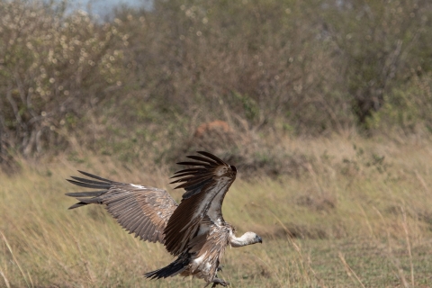 9_SM03188 
Vulture,  spreading   wings , ready to fly
