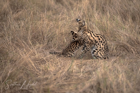 5_SM03317 
Serval  Cats , mother and baby kitten playing