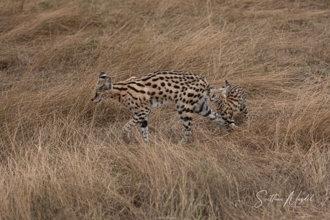 5_SM03586 
Serval  Cats, mother and baby kitten playing
