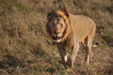 0_SM03612 
Walking Lion