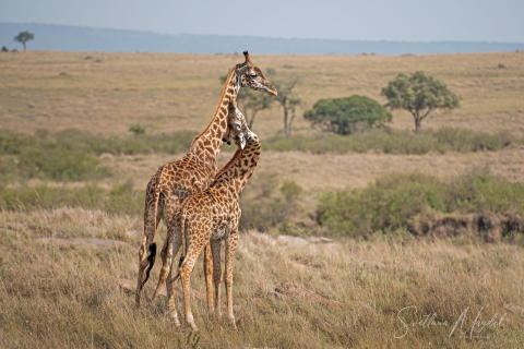 6_SM03723 
Playing Giraffes