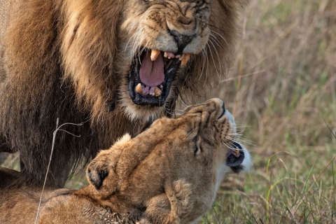 0_SM04087 
Lion  with  lioness, love games