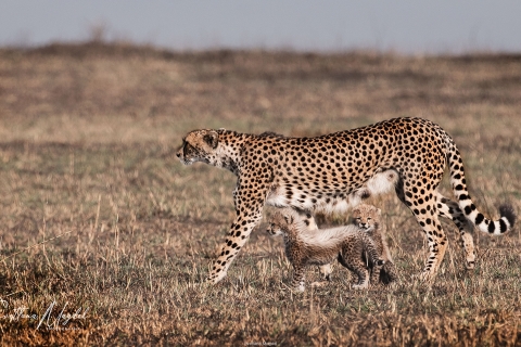 1_SM09051 
Cheetah mother with two cubs