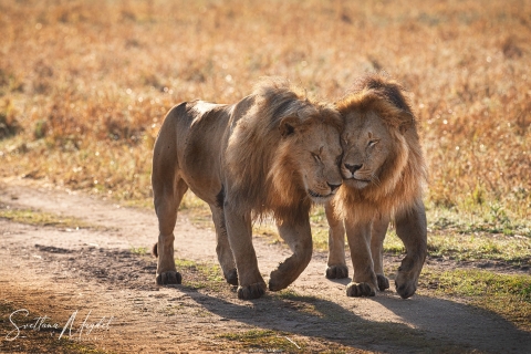 0_SM09998 
Two  Lion  brothers, walking , tender moment