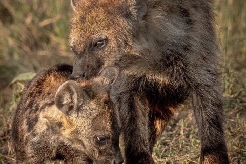 11_SVM_0065 
Hyena, mother with a  cub