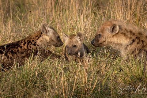 11_SVM_0112 
Hyena cubs