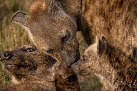 11_SVM_0119 
Hyena  mother and cubs  cuddling