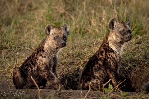 11_SVM_0154 
Hyena  cubs
