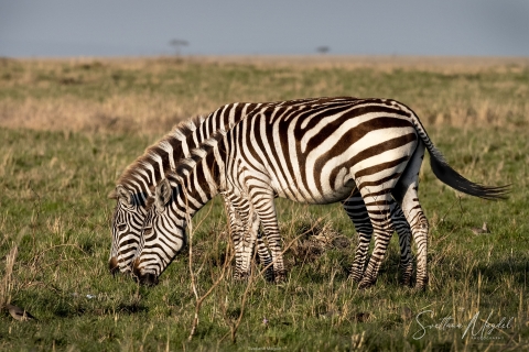 8_SVM_0179 
Zebras,  parallel stripes