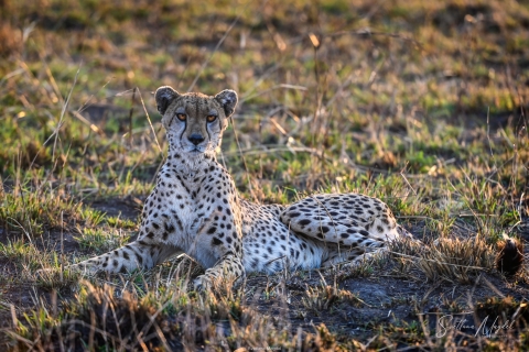 1_SVM_0232 
Cheetah in sunlight