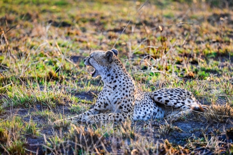 1_SVM_0248 
Cheetah in sunlight