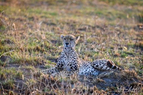 1_SVM_0257 
Cheetah in sunlight