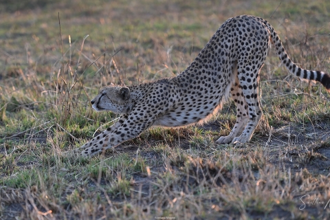 1_SVM_0285 
Cheetah, a bit of stretching