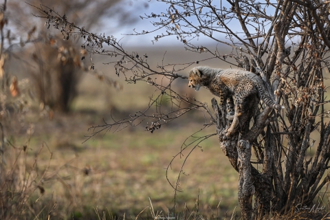 1_SVM_0478 
Curious and brave Cheetah baby cub