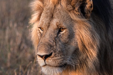 0_SVM_0871 
The Lion