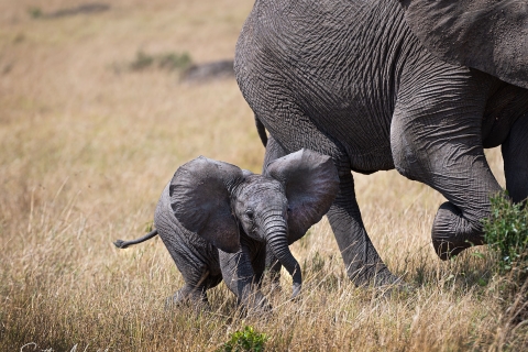 7_SVM_1096 
Mother Elephant with a baby calf, little 