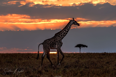 3_SVM_1308 
Giraffe, sunset with a red sky