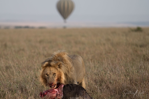 0_SVM_1337 
Lion eating his prey, buffalo for breakfast 
And a peaceful balloon launching to the sky