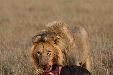 0_SVM_1337_vert 
Lion eating his prey, buffalo for breakfast 
And a peaceful balloon launching to the sky