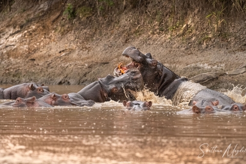 13_SVM_1538 
Hippos fight in a water