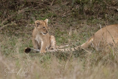 0_SVM_1669 
Lion Baby cub plays with his  mother tail