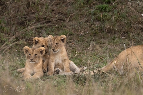 0_SVM_1713 
Lion Baby cubs play  with his  mother tail