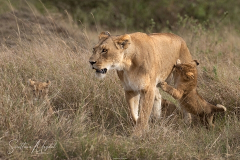 0_SVM_1883 
Lion Baby cubs plays  with his  mother